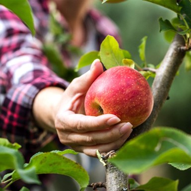 Woman picking an apple